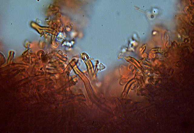 Altri funghi dal mio giardino